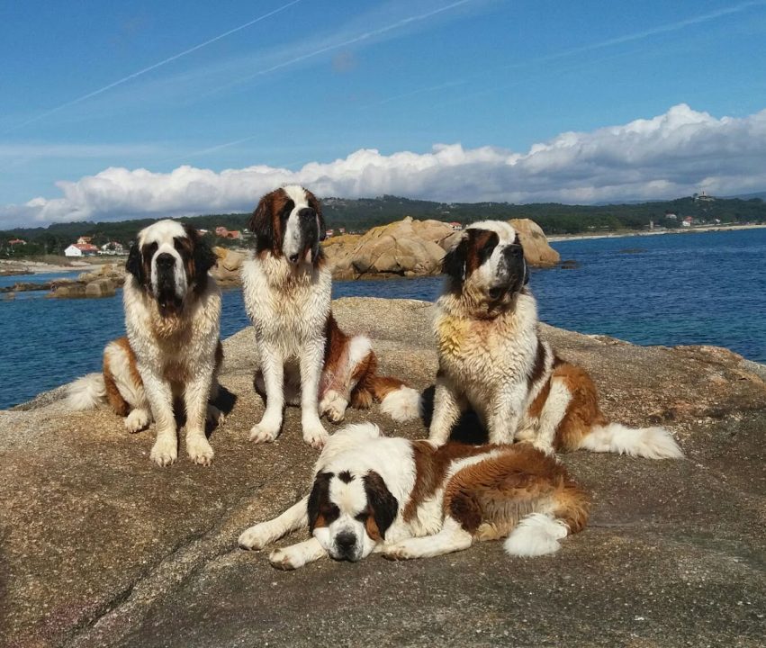 Criadero do Val de Portela criador de perros coruña