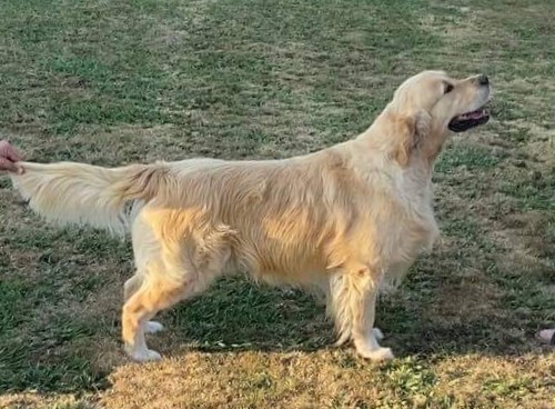 Criadores de Golden Retriever en Galicia COSTA ARTABRA