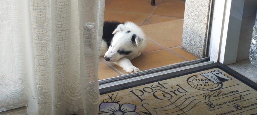 Maedrocan CRIADERO CANINO EN LA CORUÑA